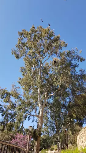 גיזום עצים 5